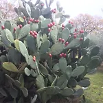 Casa Calicanto Holiday home Corropoli